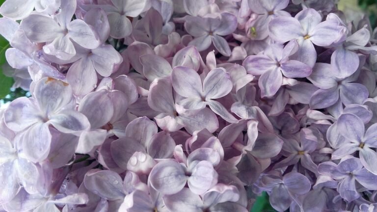 without, lilac, may, flowering, nature, bush, spring