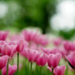 flowers, flower background, beautiful flowers, tulips, pink flowers, flower wallpaper, pink tulips, garden, nature
