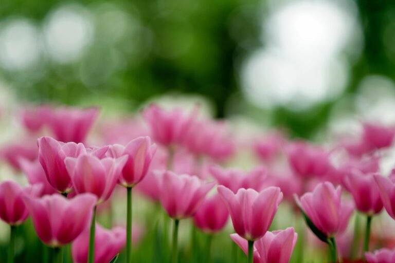 flowers, flower background, beautiful flowers, tulips, pink flowers, flower wallpaper, pink tulips, garden, nature