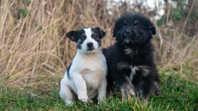 Two cute mixed breed puppies sitting together in a rural landscape with natural light.