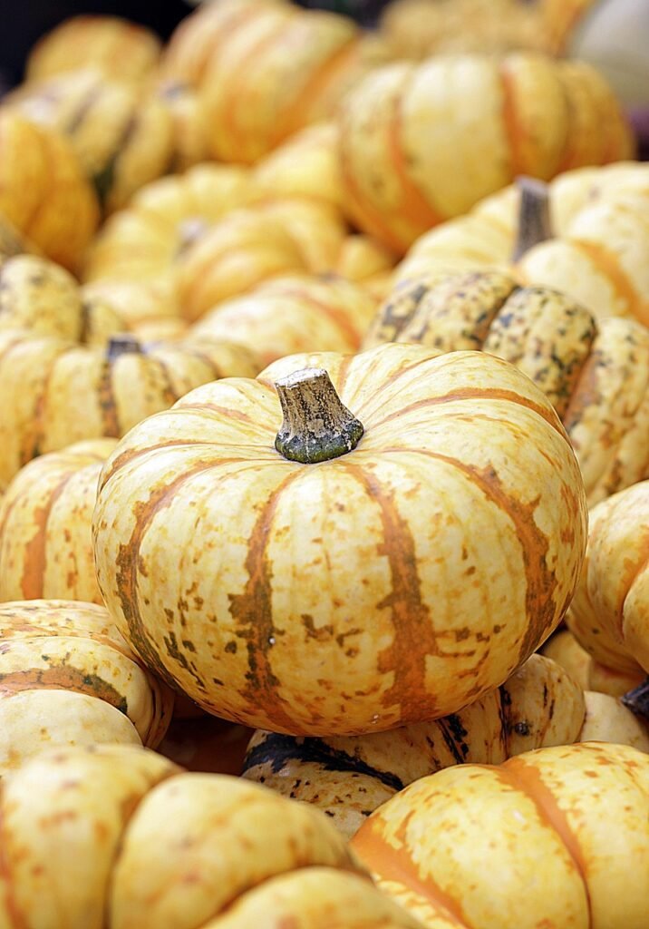 pumpkin, harvest, autumn, fall, seasonal, organic, pumpkin, pumpkin, pumpkin, pumpkin, pumpkin, autumn, fall