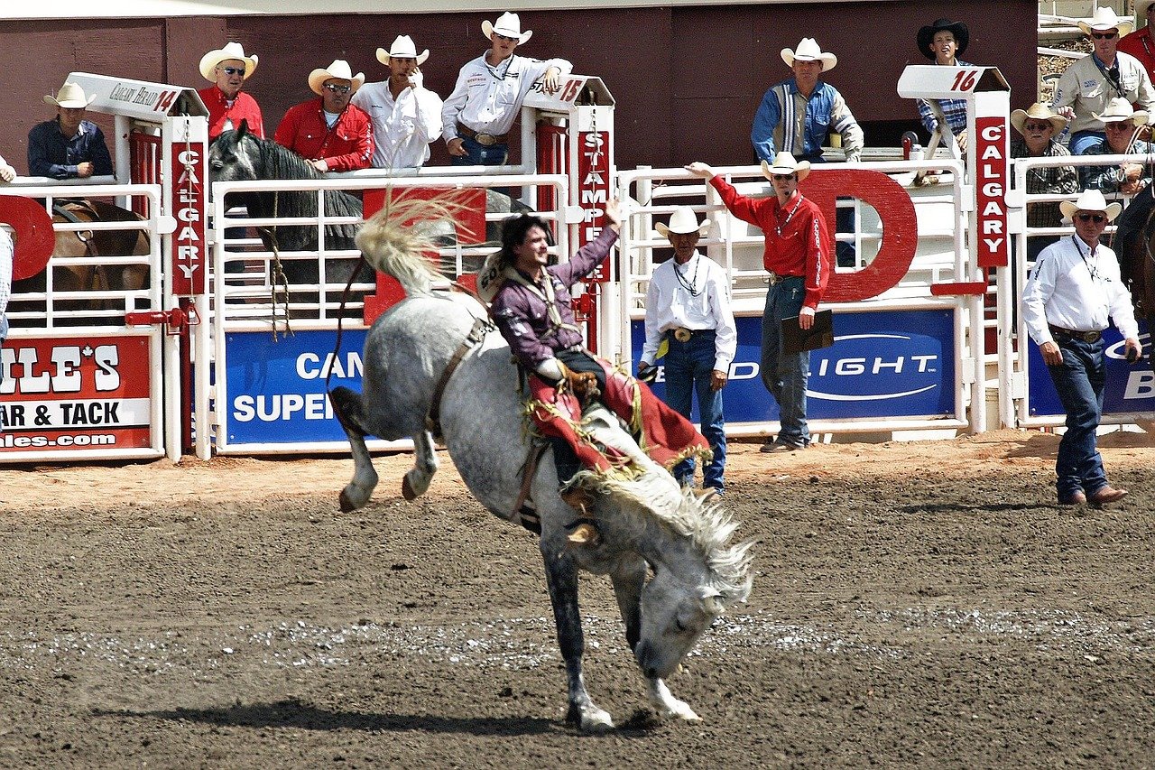 stampede, horses, outdoor, activity, nature, calgary, canada, animals