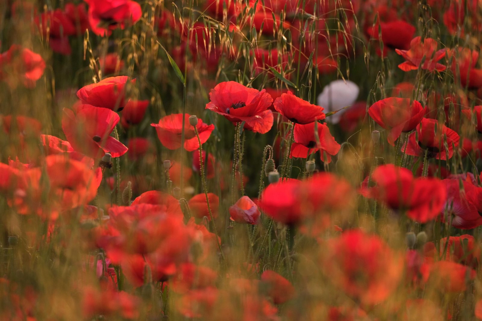 A stunning field of red poppies blooming in the sunlight, showcasing nature's vibrant beauty.