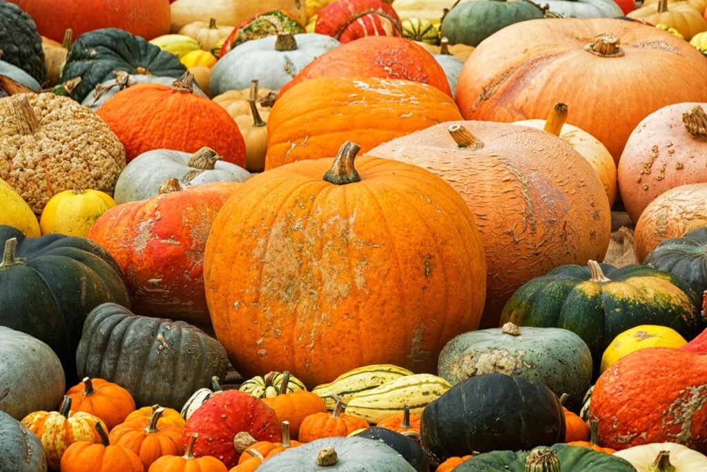 A colorful collection of pumpkins and gourds showcasing the rich hues of autumn's harvest season.