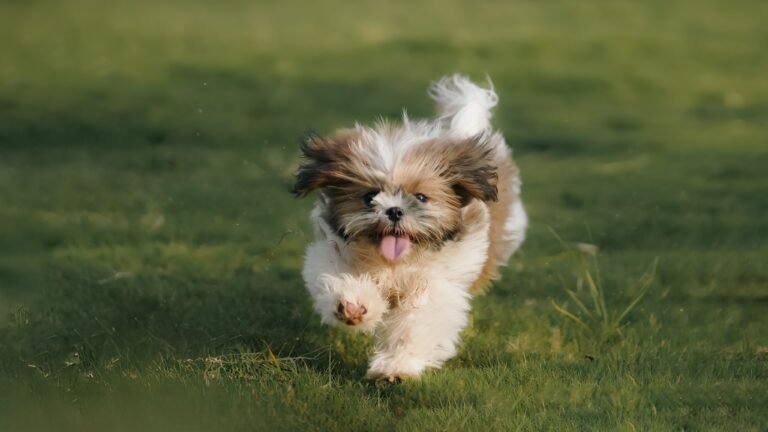 Adorable Shih Tzu puppy joyfully running across a green lawn outdoors on a sunny day.