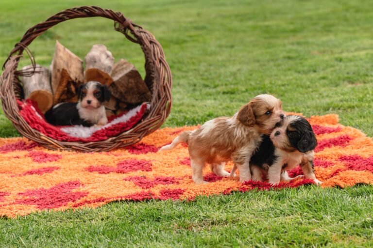Three cute puppies play on a colorful rug outdoors, with a basket of firewood in the background.