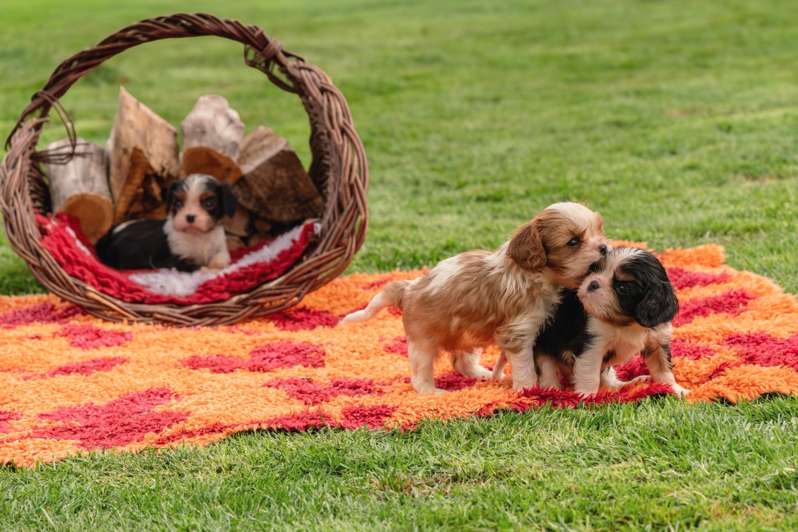 Three cute puppies play on a colorful rug outdoors, with a basket of firewood in the background.